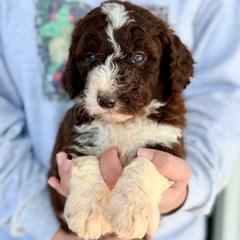 Cedar - White and red male Bordoodle puppy in Eastman, Georgia from Dood B Ranch