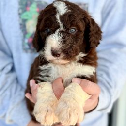 Cedar - White and red male Bordoodle puppy in Eastman, Georgia from Dood B Ranch