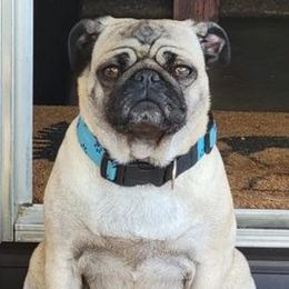 Stella - Pug