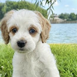 Australian Labradoodle Puppies from Sweet Melissa Labradoodles