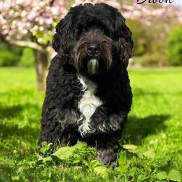 Brook - Bernedoodle