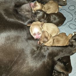 Cocker Spaniel Puppies from Kellie's Cocker Spaniels