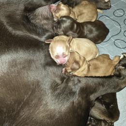 Cocker Spaniel Puppies from Kellie's Cocker Spaniels