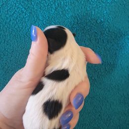 Biewer Terrier Puppies from Sonoran Biewer & Biro