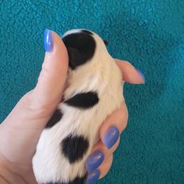 Biewer Terrier Puppies from Sonoran Biewer & Biro