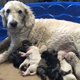 Goldendoodle puppies from Beary GoldenDoodles