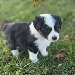 Buffy - Black tri female Miniature Australian Shepherd puppy in Orrtanna, Pennsylvania from Mountain Top Shepherd's
