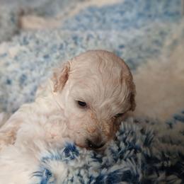 Laise - Cream female Poodle puppy in Blanch, North Carolina from Faithful Hearts Kennel
