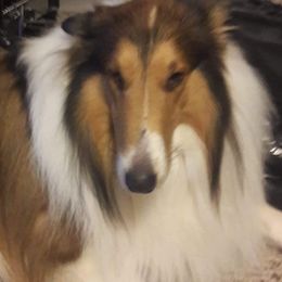 Jackson - Collie