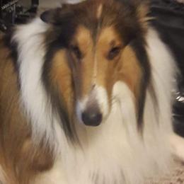 Jackson - Collie