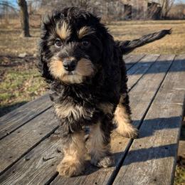 Jet - Black and tan male Cavapoo puppy in Seattle, Washington from WW Cavapoos