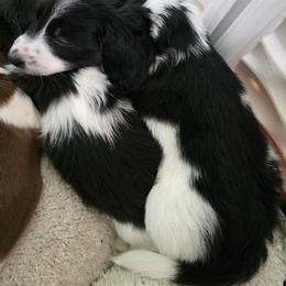 Boy 1 - Black and tan male Dachshund puppy in Great Falls, Montana from Green Dragon Kennel
