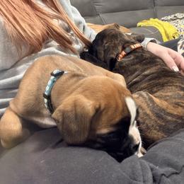 Boxer Puppies from Shalyce Pifer