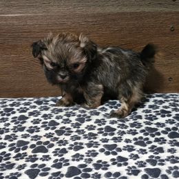 Boy 2 - Gold male Shih Tzu puppy in Meadows Of Dan, Virginia from Walt’s Shih Tzus