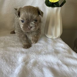 Jenny - Lilac female Shih Tzu puppy in Oak Hills, California from High Desert  Shih Tzu