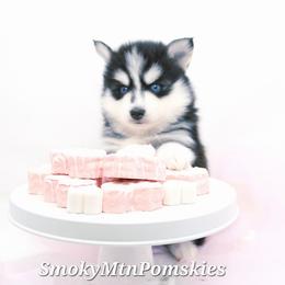 Rip - Black and white male Pomsky puppy in Christiana, Tennessee from Smoky Mountain Pomskies