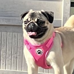 Xochi - Pug
