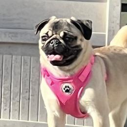 Xochi - Pug