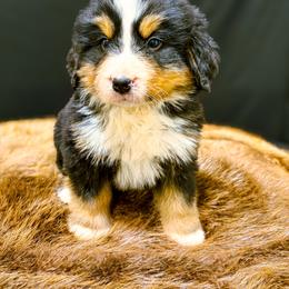 Stan - Black rust and white male Bernese Mountain Dog puppy in Alabama from Dogwood Creek Bernese
