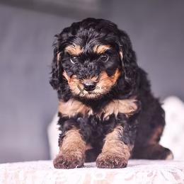 White - Phantom female Bernedoodle puppy in Macomb, Oklahoma from Fife and Wife Ranch LLC