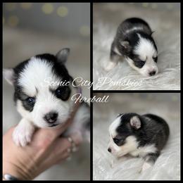 Fireball - Black and white male Pomsky puppy in Rossville, Georgia from Scenic City Pomskies
