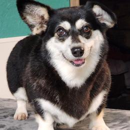 Pembroke Welsh Corgi puppies from Hilltop Corgis