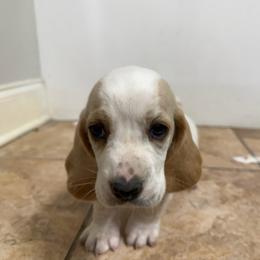 Boy 2 - Lemon and white male Basset Hound puppy in Brandon, Mississippi from Milton’s Bassets