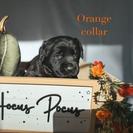 Orange collar - Black male Labrador Retriever puppy in Suffolk County, New York from South Shore Labradors