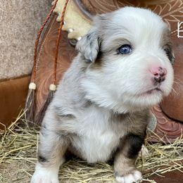 Boy 3 - Miniature American Shepherd puppy in Eclectic, Alabama from Solid Rock Miniature American Shepherds