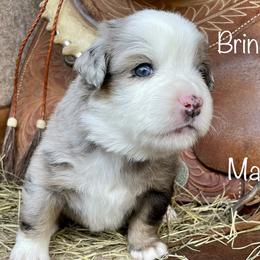 Boy 3 - Miniature American Shepherd puppy in Eclectic, Alabama from Solid Rock Miniature American Shepherds