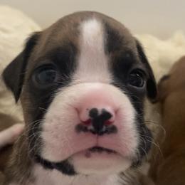 Boxer Puppies from Meraki Boxers