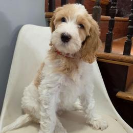 Sandy (Red) - Parti female Labradoodle puppy in Plainfield, New Jersey from Caris Paws Poodles and Labradoodles