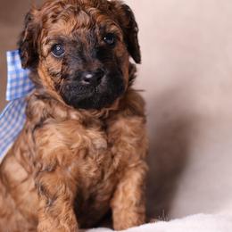 Romeo - Sable male Goldendoodle puppy in Forney, Texas from Diamond Doodle Pups and Poodles