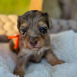 Raisin Bran - Chocolate merle female Bernedoodle puppy in Rose Hill, North Carolina from Red Door Canines