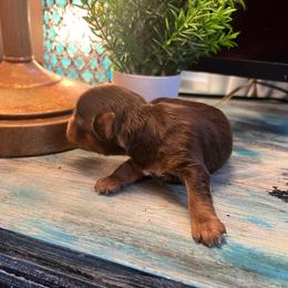 Honey Belle - Chocolate and tan female Yorkshire Terrier puppy in Dalton, Georgia from Southern Charm Precious Paws