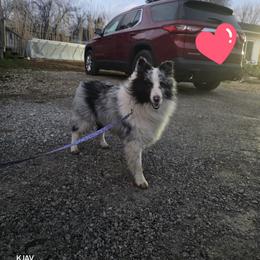 Kangaroo Jack - White blue merle male Shetland Sheepdog puppy in Greenfield, Ohio from Kayla's Shelties