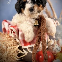 Bernedoodle, Goldendoodle, Golden Retriever, and Poodle Puppies from Red String Farmstead