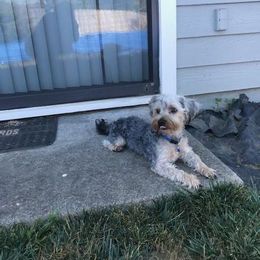 Assorted Doodle Crosses, Double Doodle, Maltipoo, Morkie, and Yorkipoo Puppies from Danza Bolo