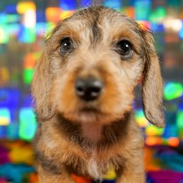 American Corgi, Dachshund, and Pembroke Welsh Corgi Puppies from Shining A Lowriders & Co.