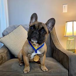 French Bulldog Puppies from Legend French Bulldogs