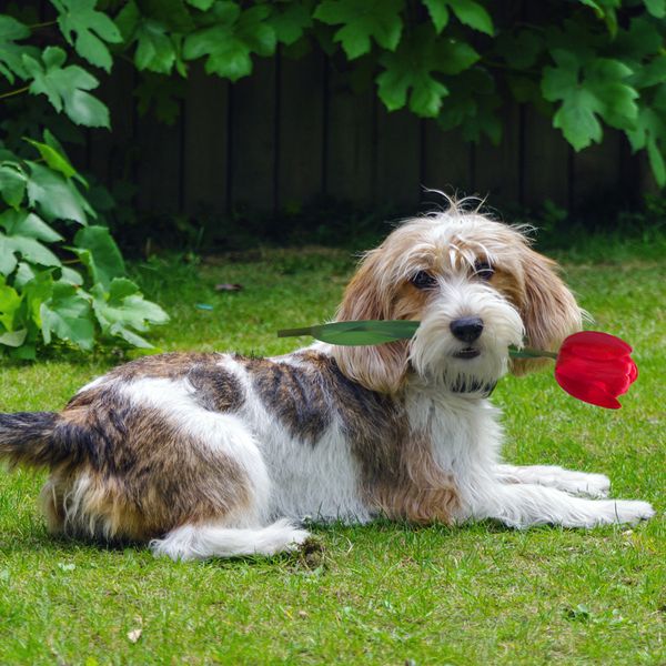 Petit Basset Griffon Vendeen