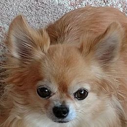 Chihuahuas from Puppy Love