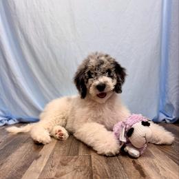 Emerald - Blue merle and white female Sheepadoodle puppy in Tahlequah, Oklahoma from Mulberry Ridge Doodles