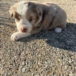 Jack - Red merle male Miniature Australian Shepherd puppy in Marion, Michigan from Highland Hills Mini Aussies