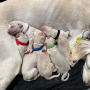 Saluki puppies from Srinagar Salukis
