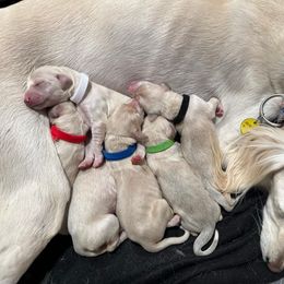 Saluki puppies from Srinagar Salukis