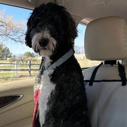 Bernedoodle All Grown Up from Peyton Doodles