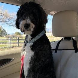 Bernedoodle All Grown Up from Peyton Doodles
