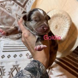 Goldie - Red merle female Australian Shepherd puppy in Rose Hill, North Carolina from Motega Australian Shepherds