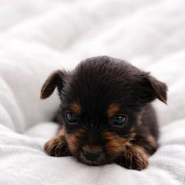 Bowen - Black and tan male Yorkshire Terrier puppy in Iron Mountain, Michigan from Celestial Family Terriers (Yooper Yorkies)